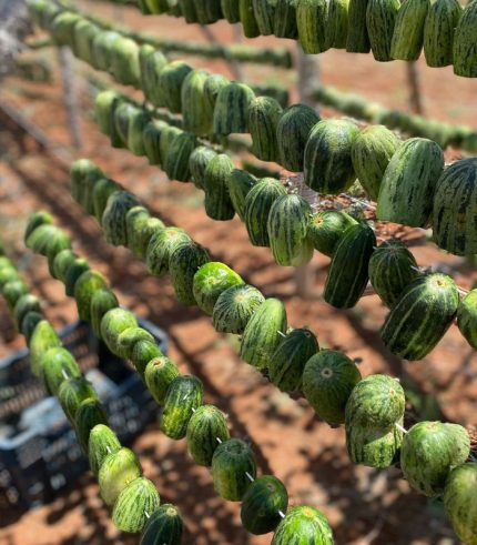 Kuruluk Dolmalık Acur