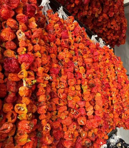 Dolmalık Topak Tatlı Biber